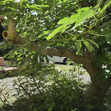 Chambre Privative Au Rez De Jardin Dans Villa La Wantzenau Extérieur photo